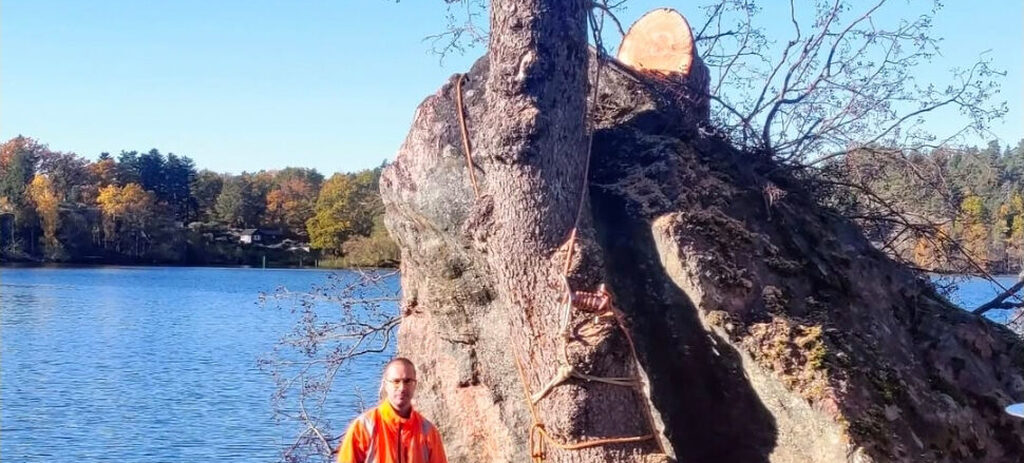 Trädfällning Köping