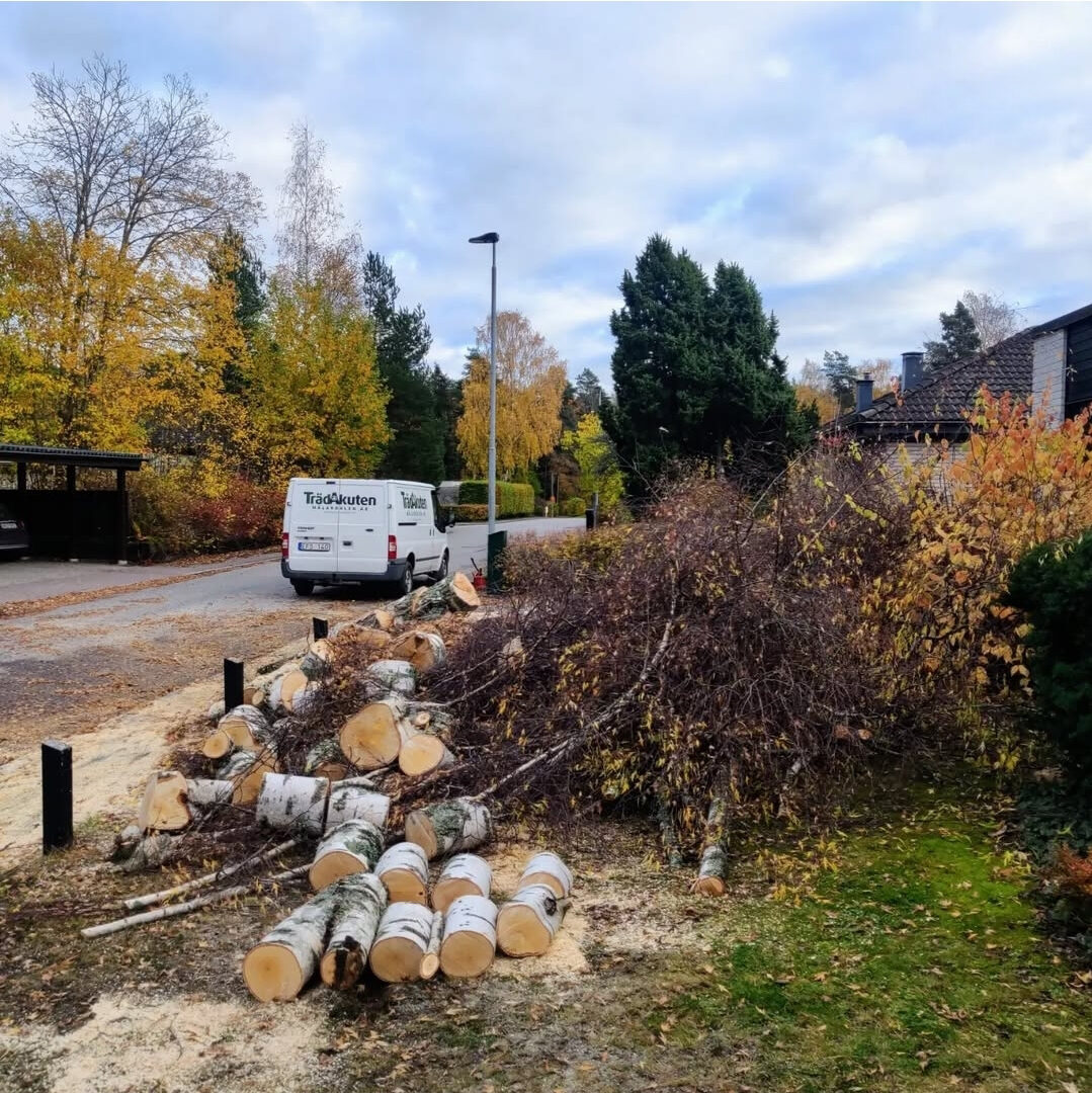 Bortforsling av trädavfall i Västerås