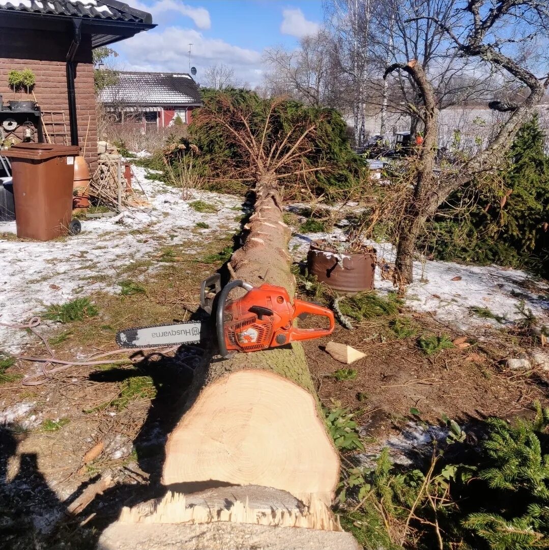 Stubbfräsning och kapning med motorsåg i Västerås