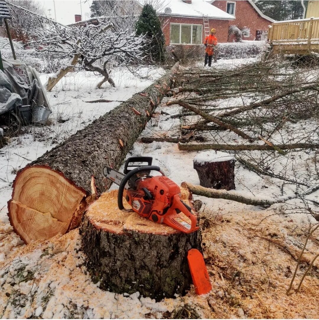 Stor trädfällning i Västerås med certifierad arborist
