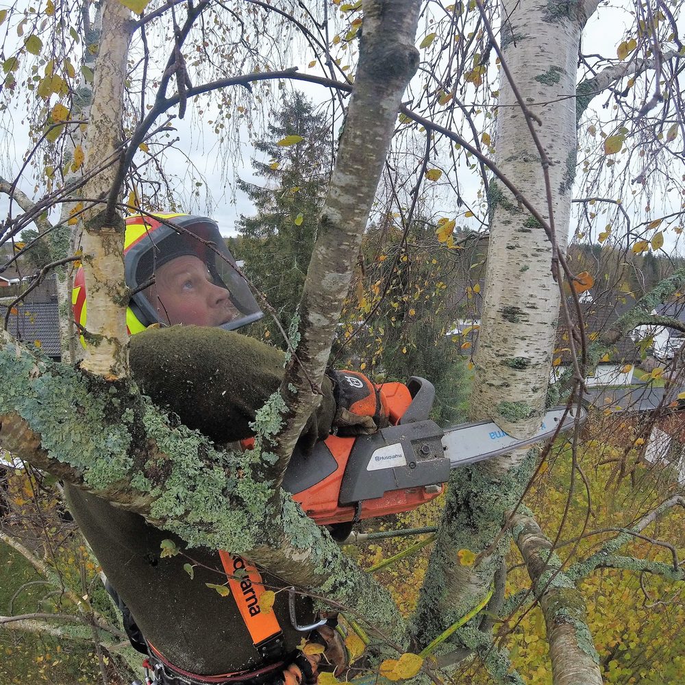 Arborist som sågar inne i kronan på ett stort lövträd