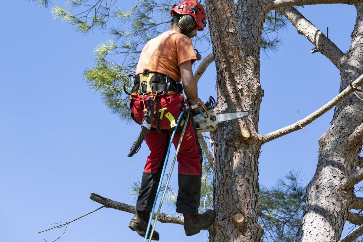 Arborist står uppe i en tall med motorsågen i handen och färska kapsnitt i stammen