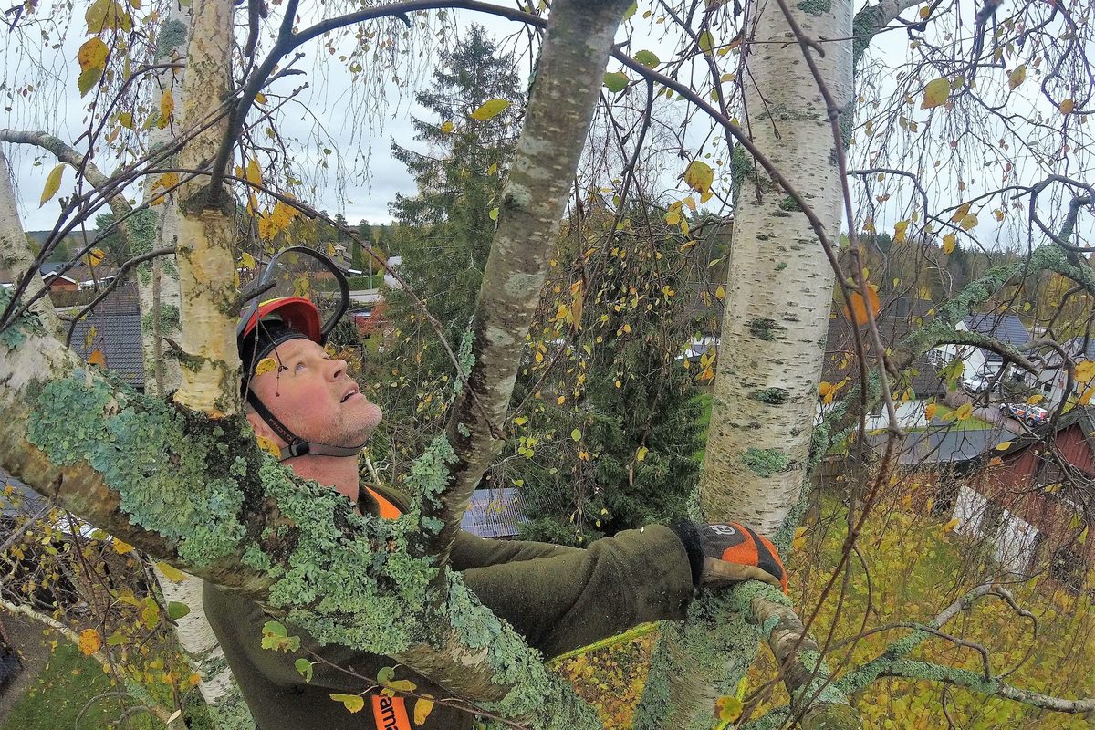 Arborist i björkkronan som kvistar av grenar