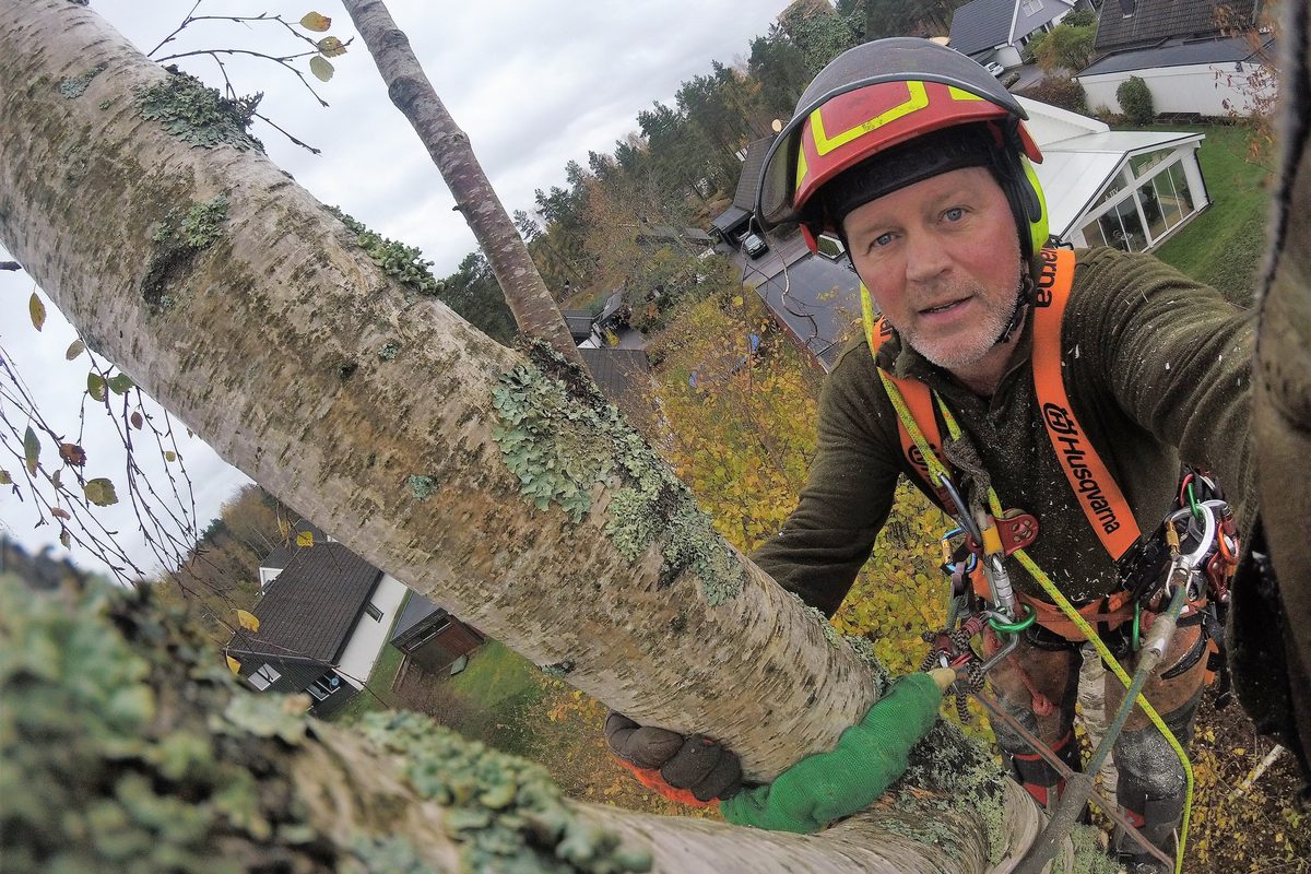 Arborist i sele lutad mot en björkstam