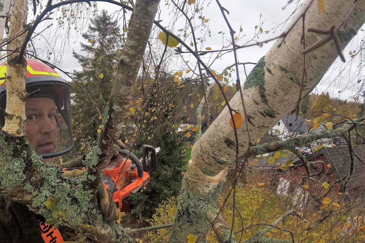 Arborist i sele som kapar grenar i en avlövad krona