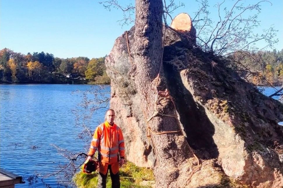 Arborist i varselkläder framför en mycket grov nedtagen stam på klipphäll vid en sjö