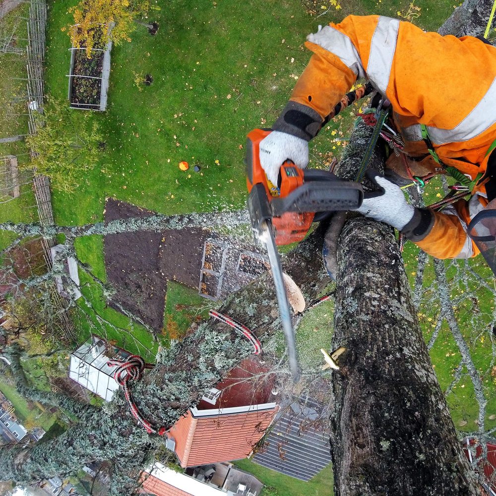 Vy rakt ned från kronan mot ett rött hustak med arborist och motorsåg